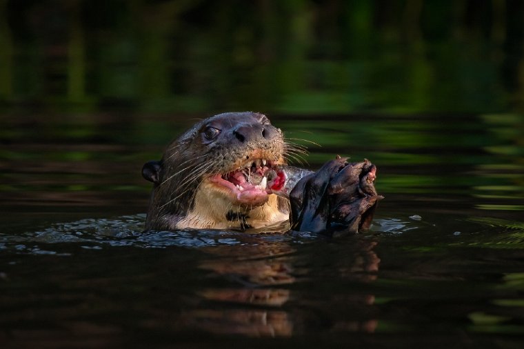 101 Noord Pantanal, reuzenotter.jpg